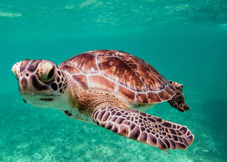 Green turtle Atlantic Connectivity